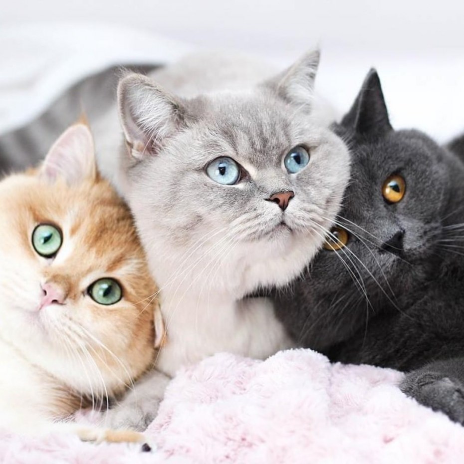 4 Милых котика