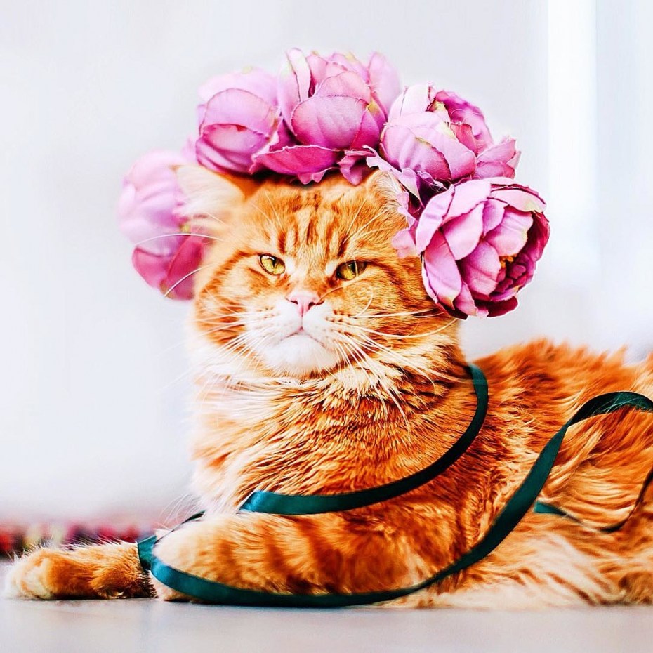 Котик рыжий с цветами