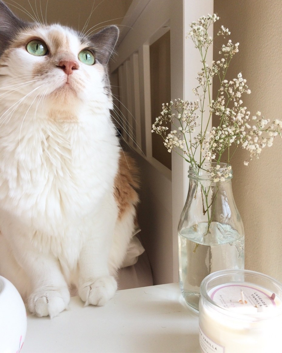 Коты Эстетика