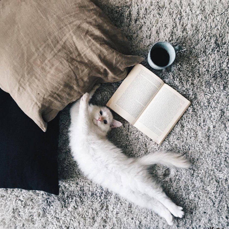 Кружка " кот, кофе"