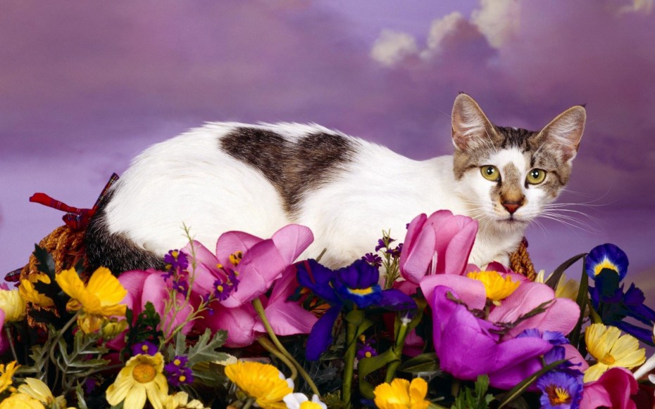 Коты с цветами