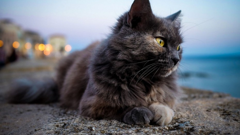 Кошки на рабочий стол