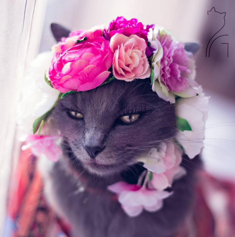Кошка с венком на голове