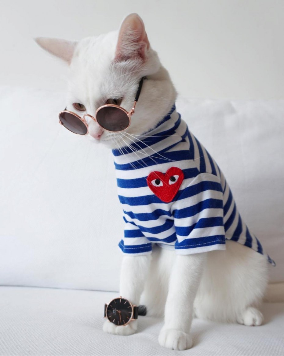Модные котики