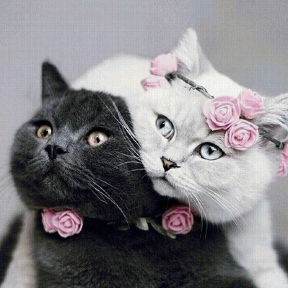 Коты любовь