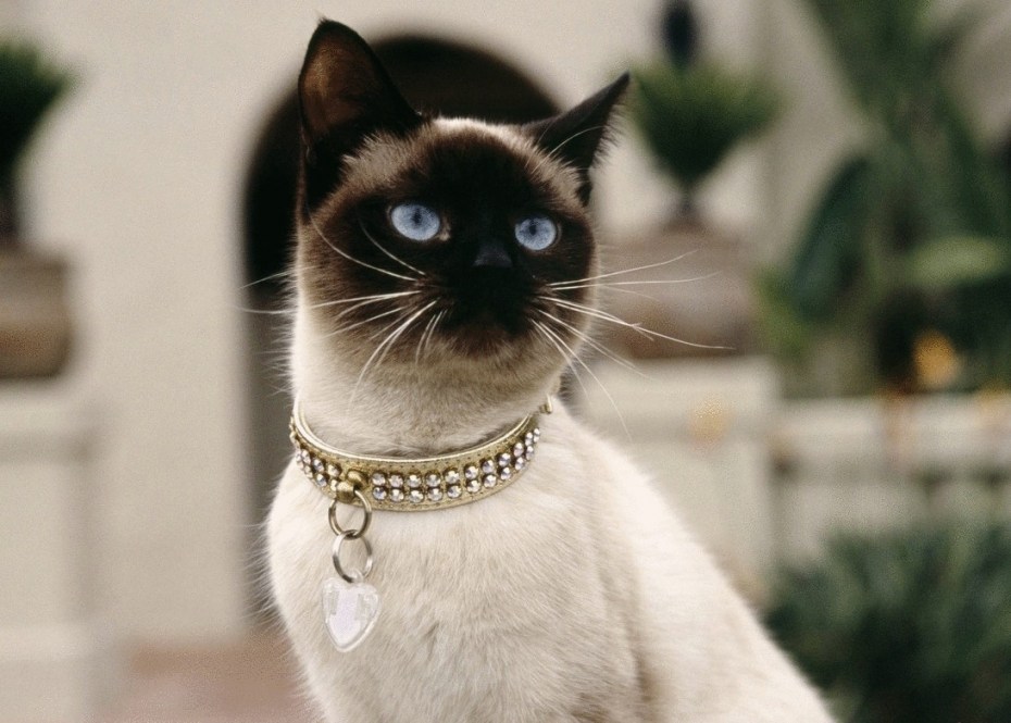 Королевская Сиамская кошка