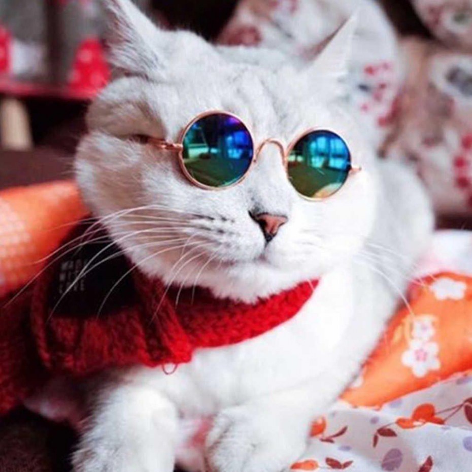 Крутые кошки
