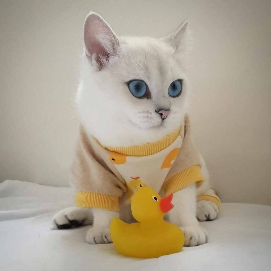 Няшные котики