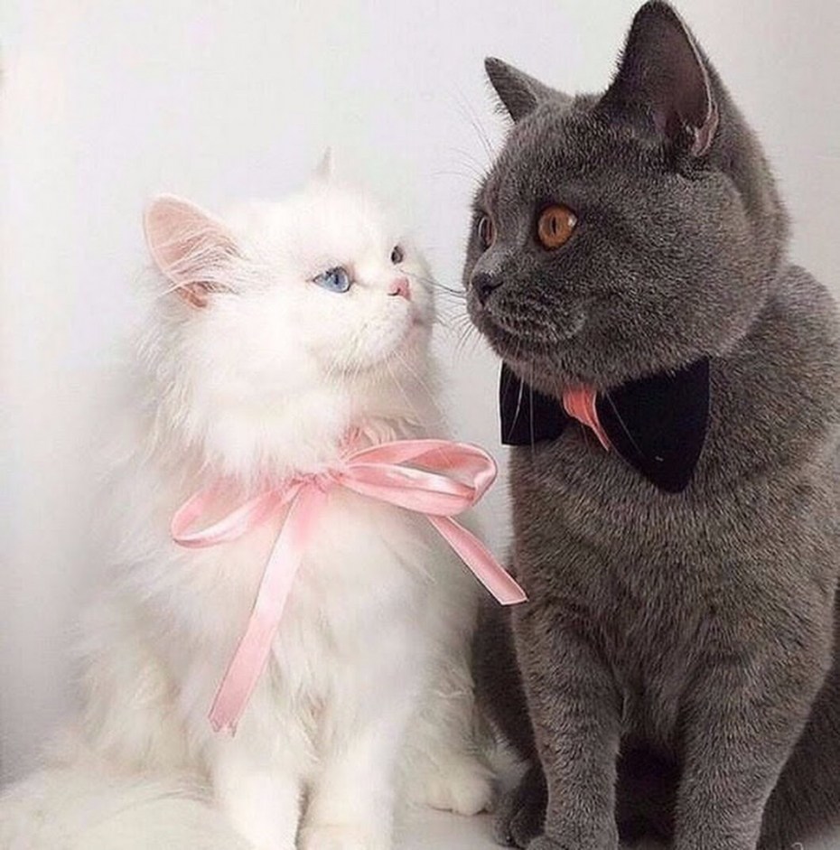Коты жених и невеста