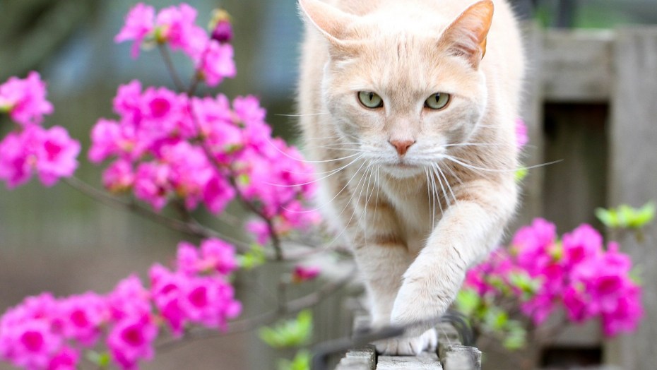 Котенок в весенних цветах
