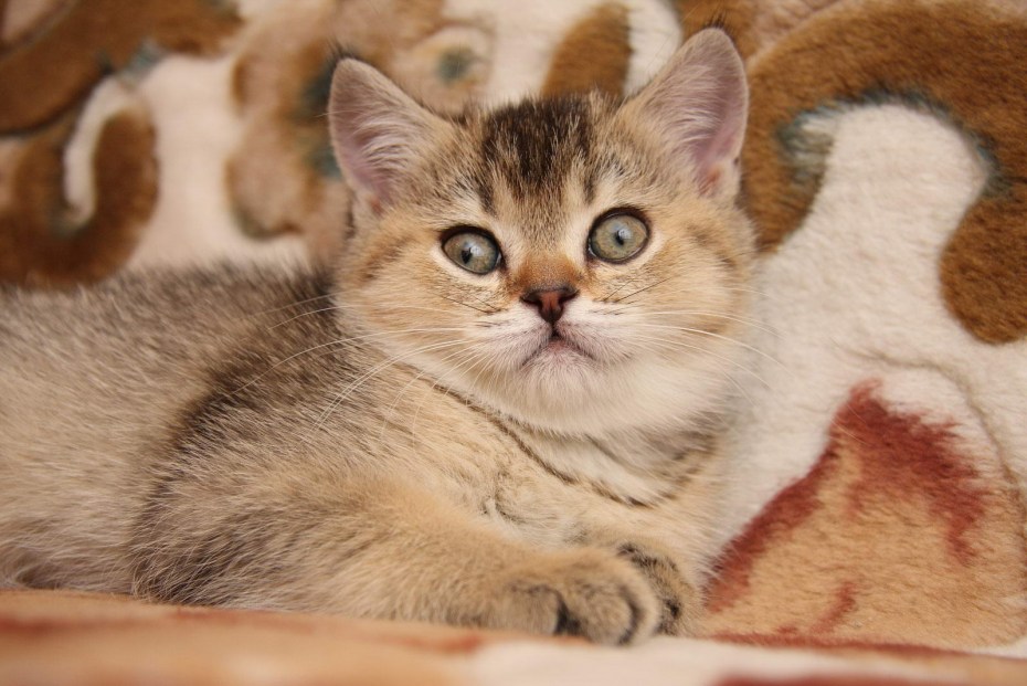 Кот британец бежевый