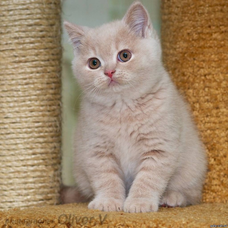 Персиковый британец котенок