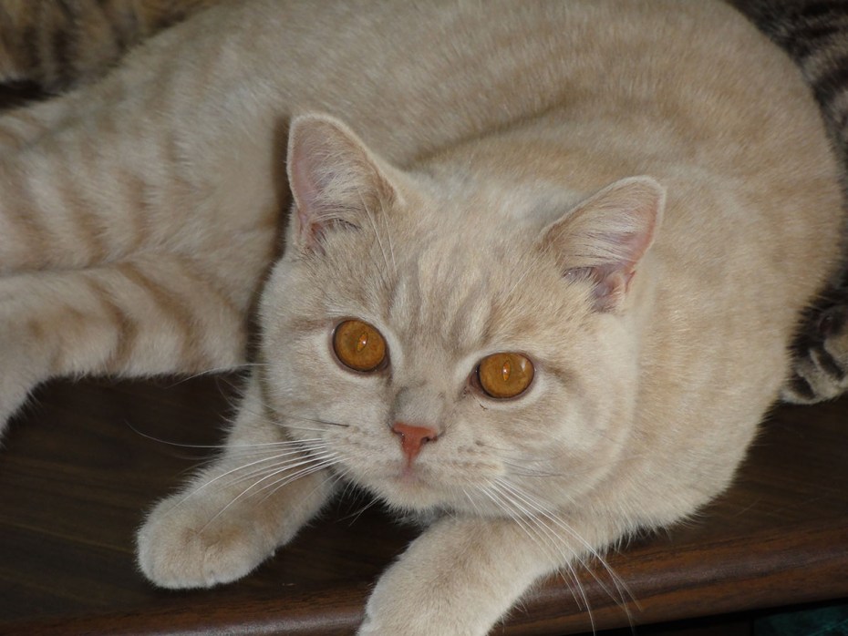 Шотландская вислоухая кошка персик