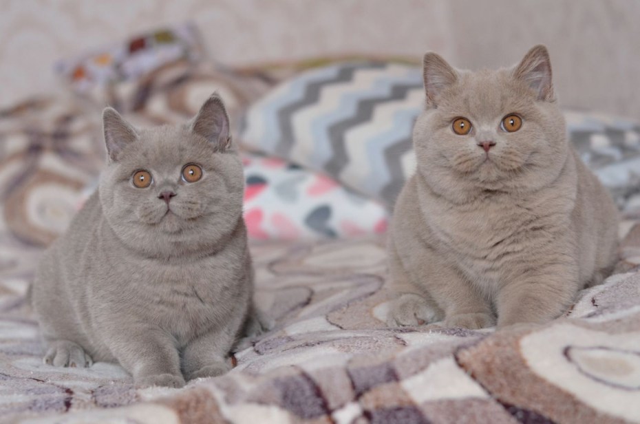 Кот британский Беби фейс