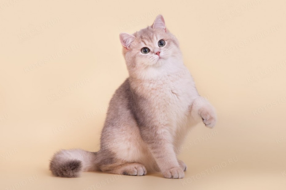Британская короткошёрстная кошка розовая
