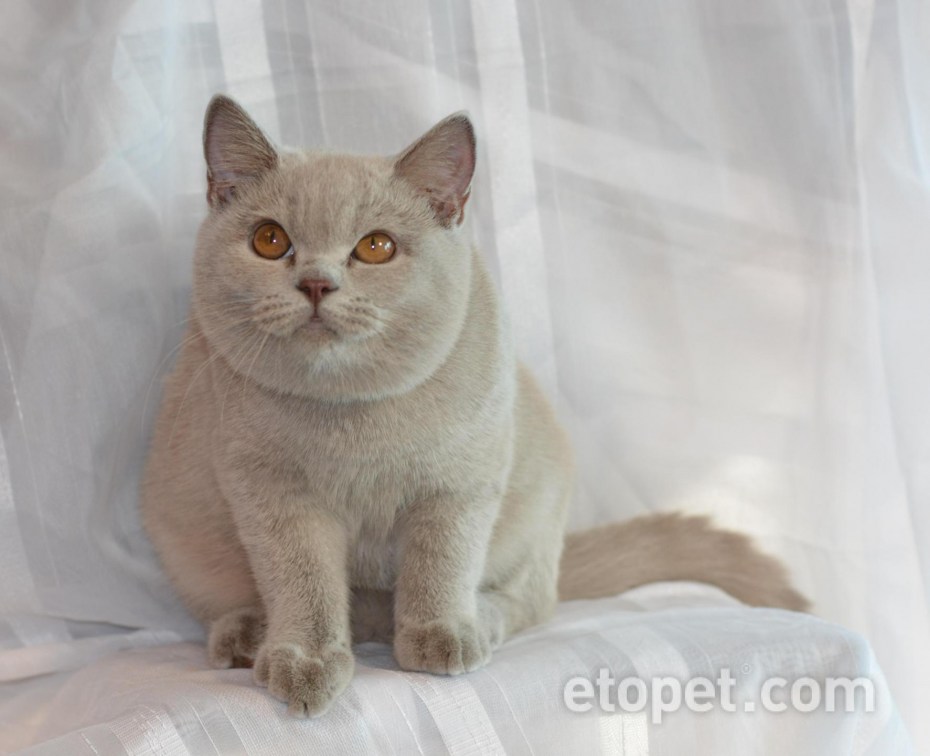 Британская короткошёрстная кошка лиловый окрас