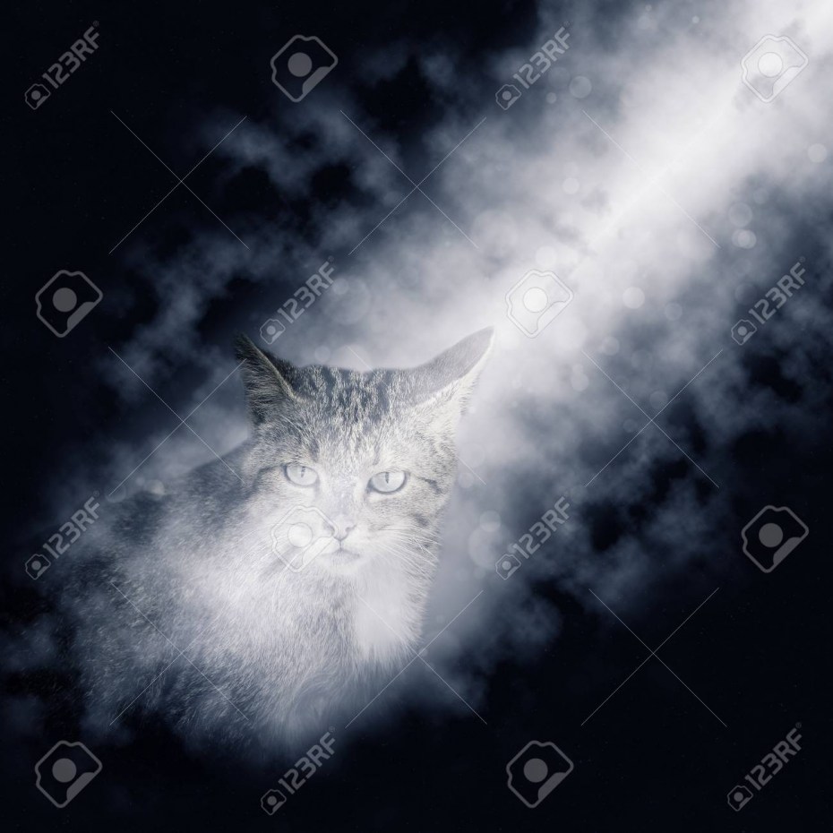 Коты Воители арт ночь