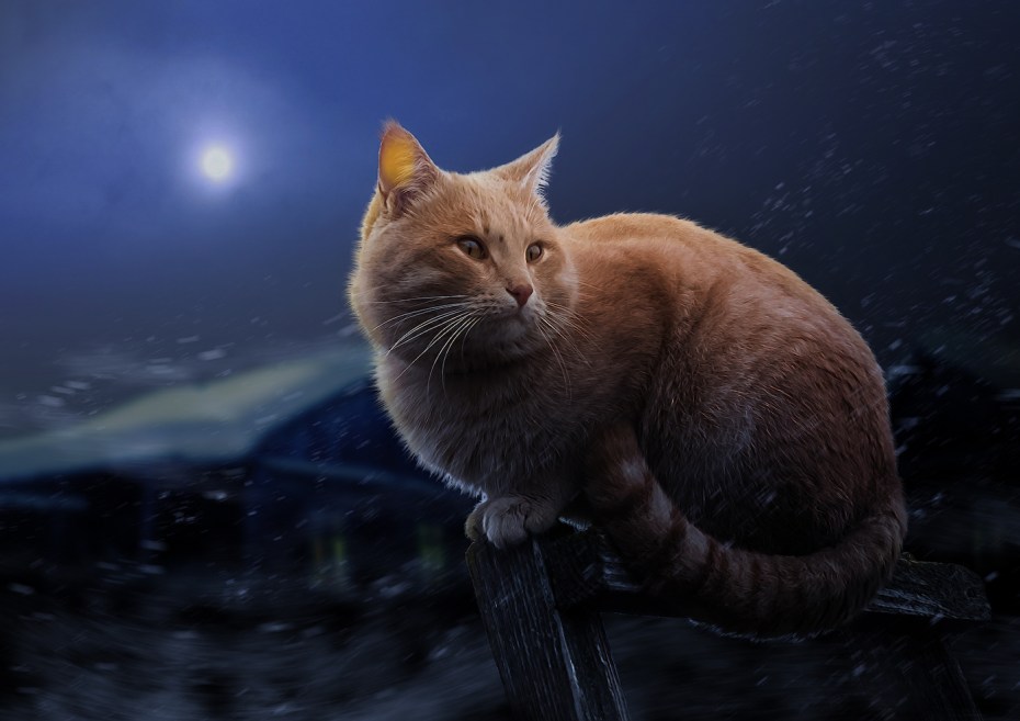 Рыжий кот ночью