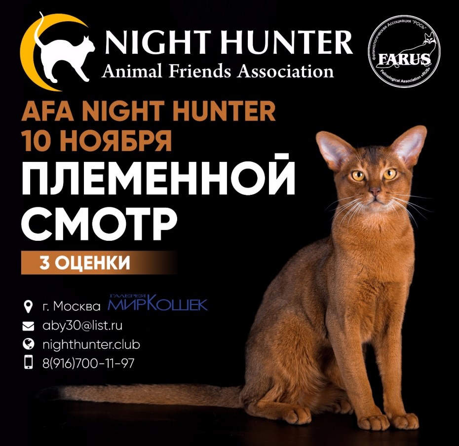 Черный полосатый кот