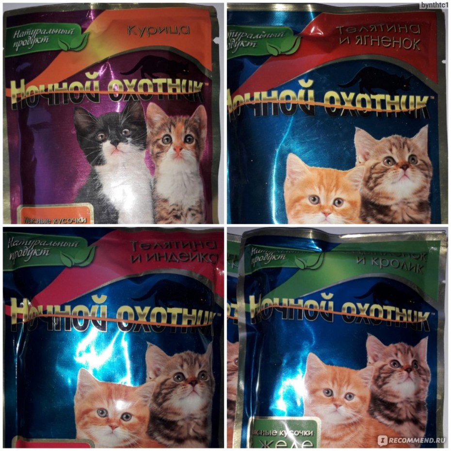 Ночной охотник для котят