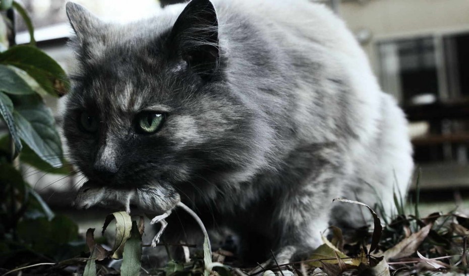 Ночная кошка