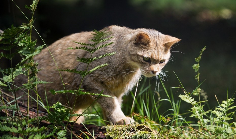 Летающая кошка