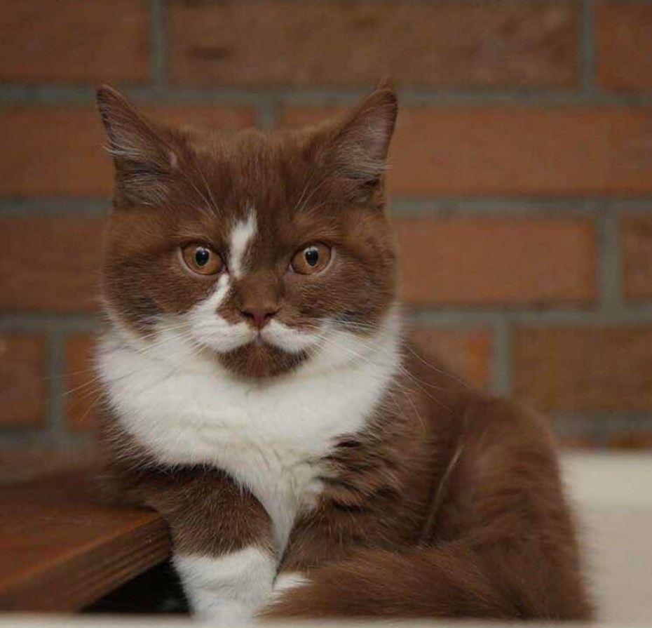 Бело коричневый кот