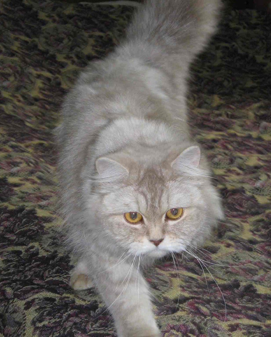 Коты полуперсы дымчатый