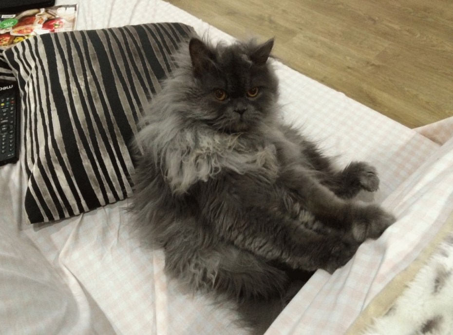 Полуперсидская кошка серая