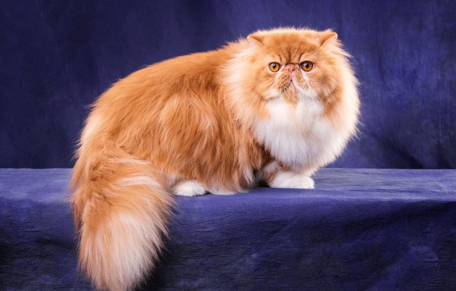 Персидский кот