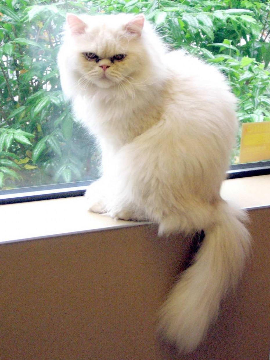 Белый полуперсидский кот