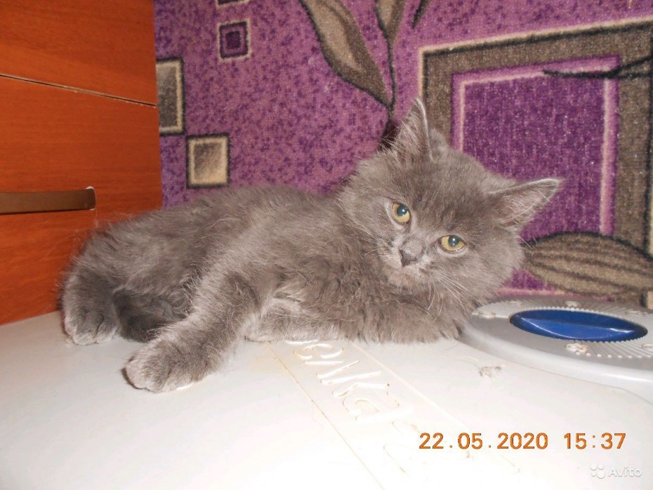 Полуперсидские котята