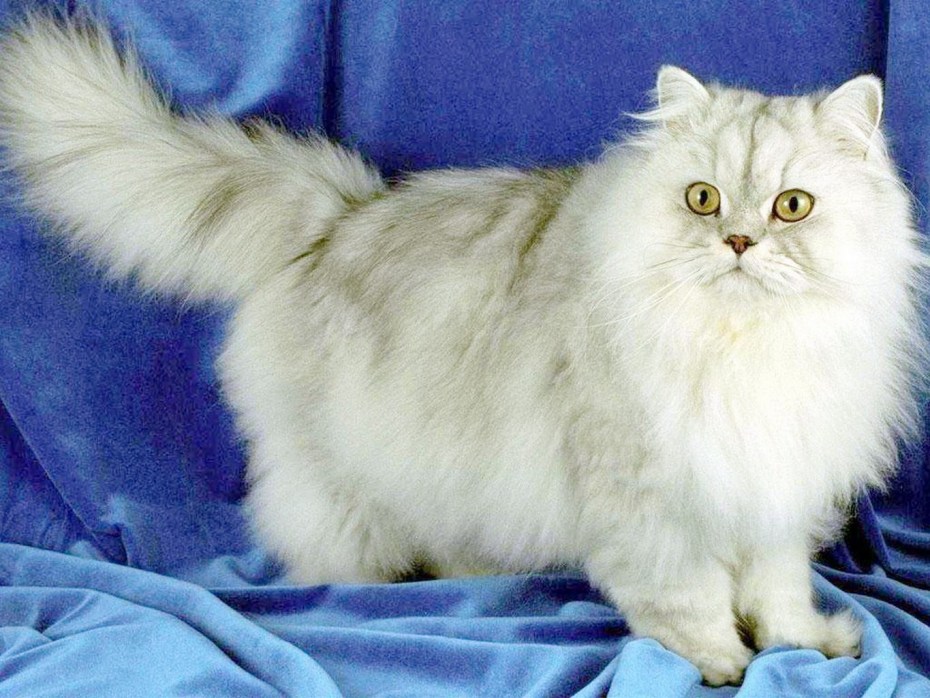 Сибирская шиншилла Персидская
