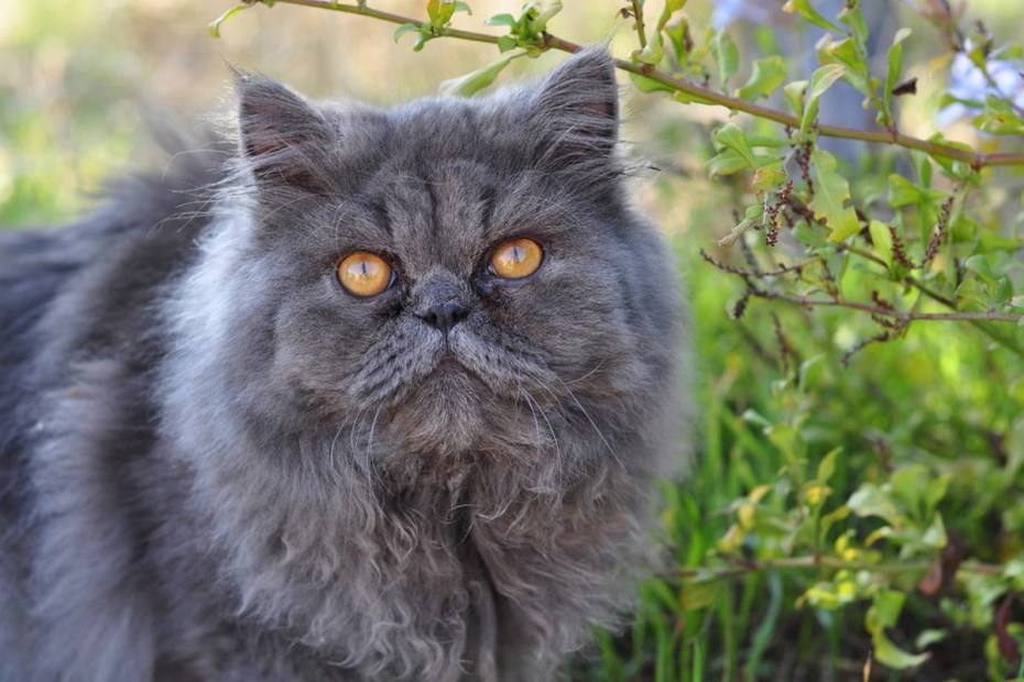 Персидский кот дымчатый
