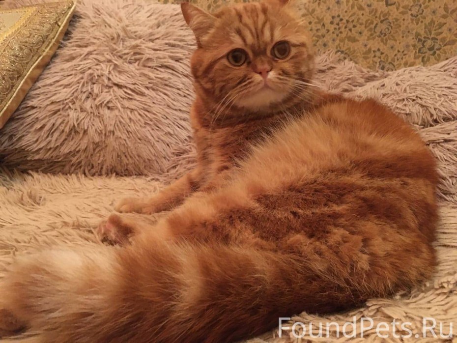 Полуперсидский кот рыжий