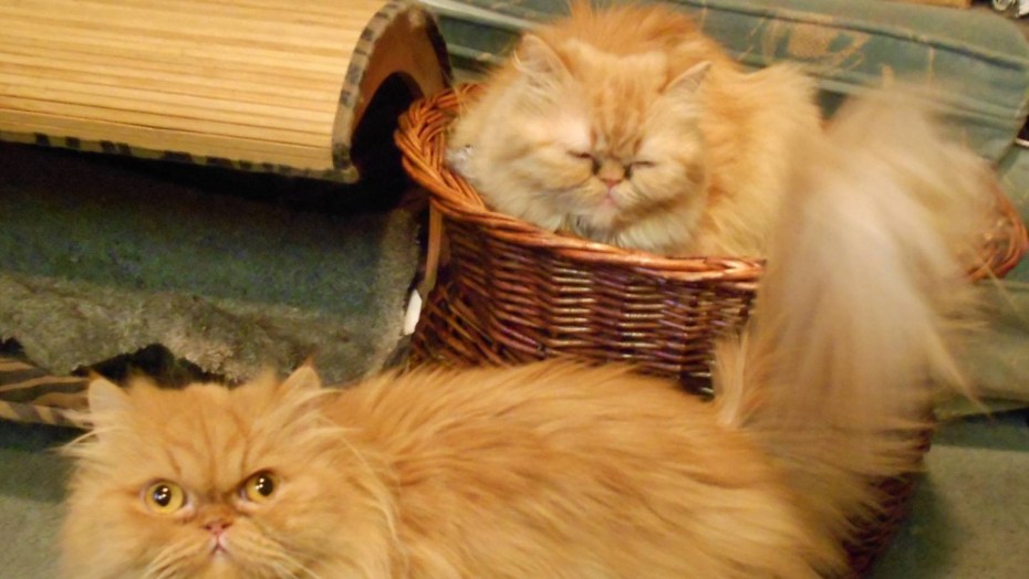 Полуперсидский кот рыжий