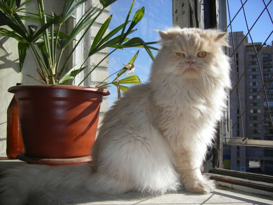Коты персидские полуперсы