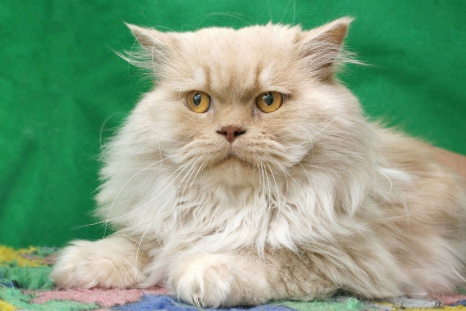 Персидская кошка