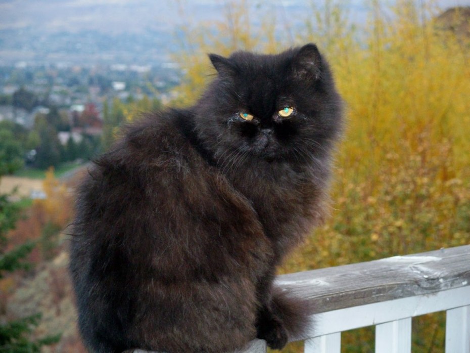 Персидская кошка черная