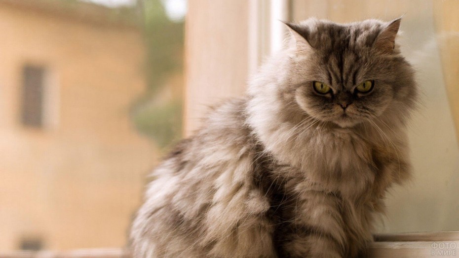 Персидский кот