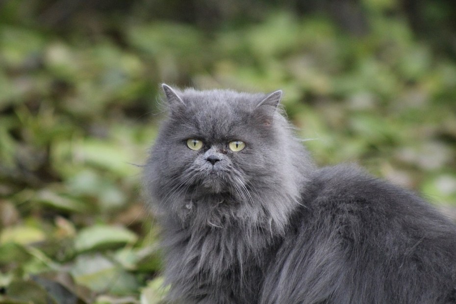 Персидский кот серый