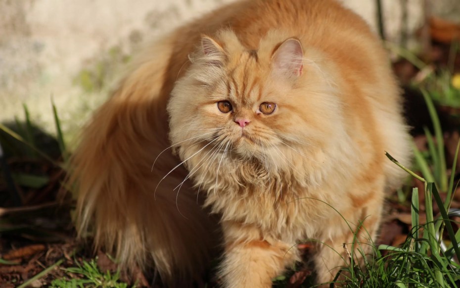 Длинношёрстная Персидская кошка рыжий