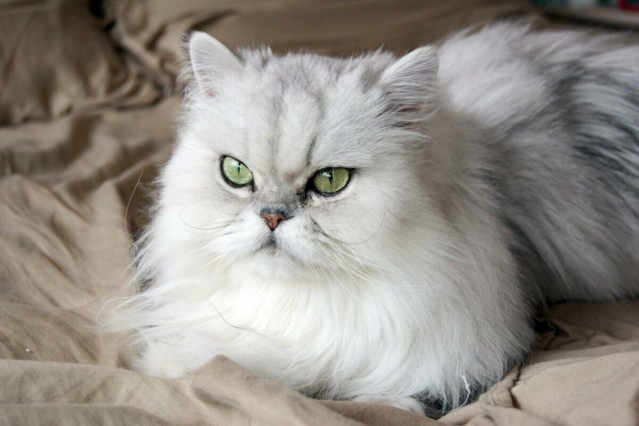 Ангорская шиншилла кошка