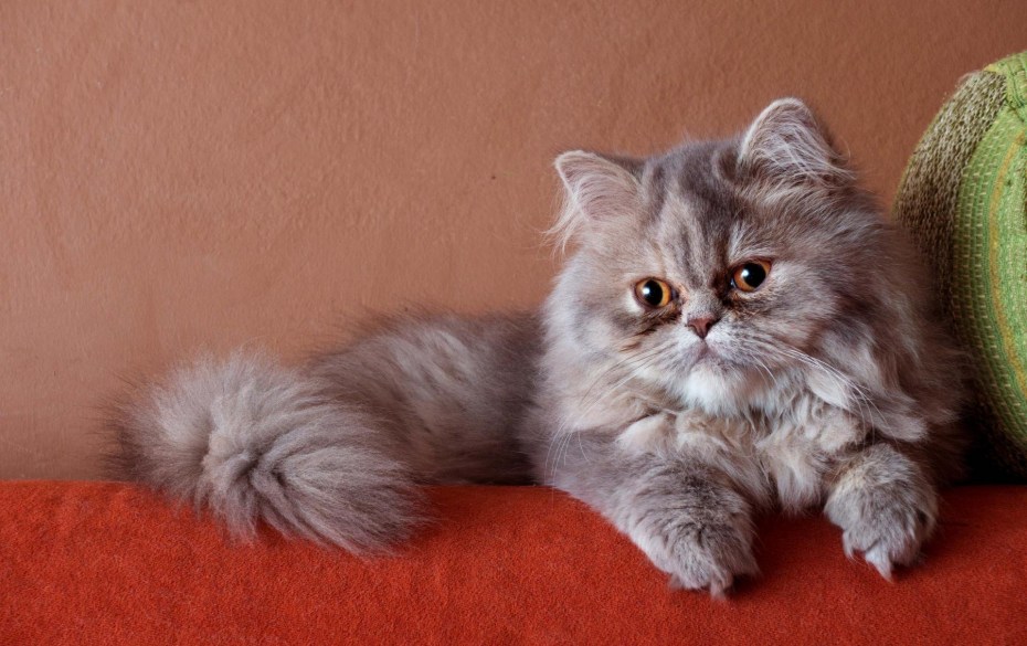 Персидская кошка