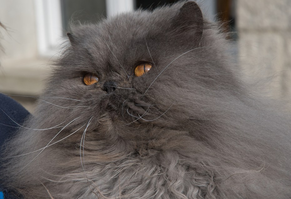Персидская голубая кошка