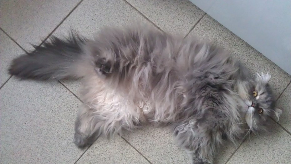Котята персидские полуперсы