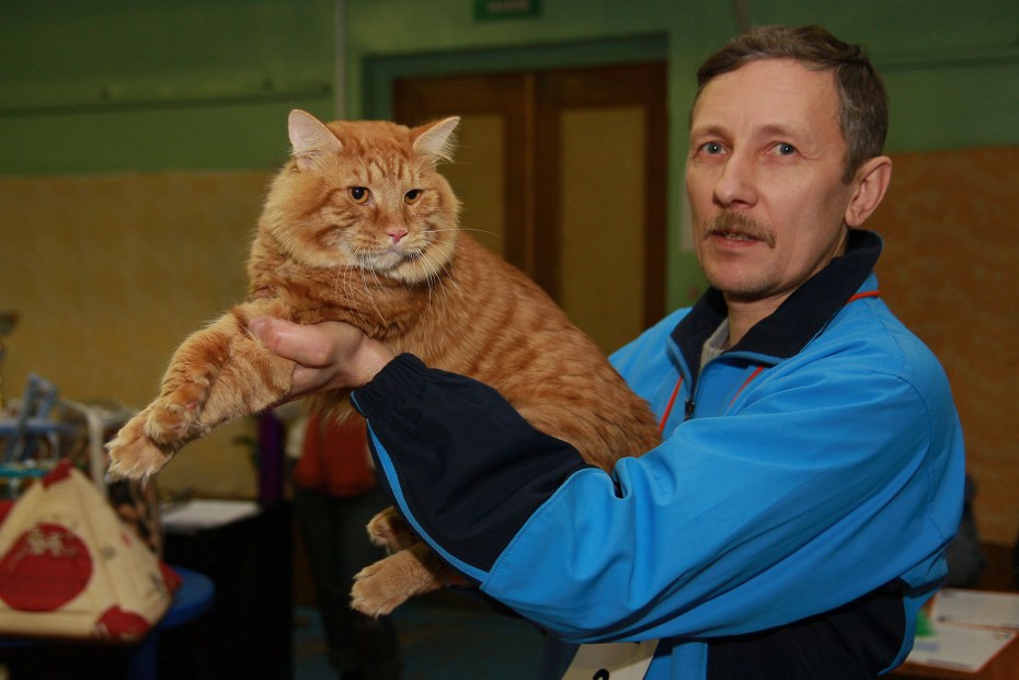 Бобтейл кошка с человеком