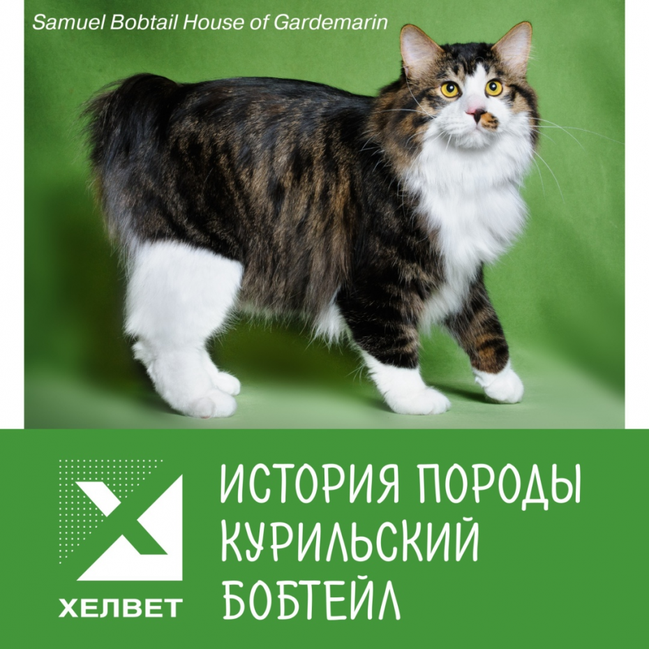 Курильский бобтейл богатка