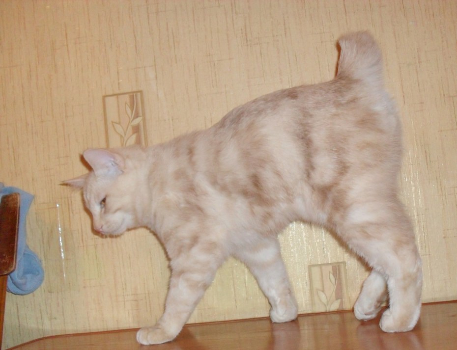 Котомир