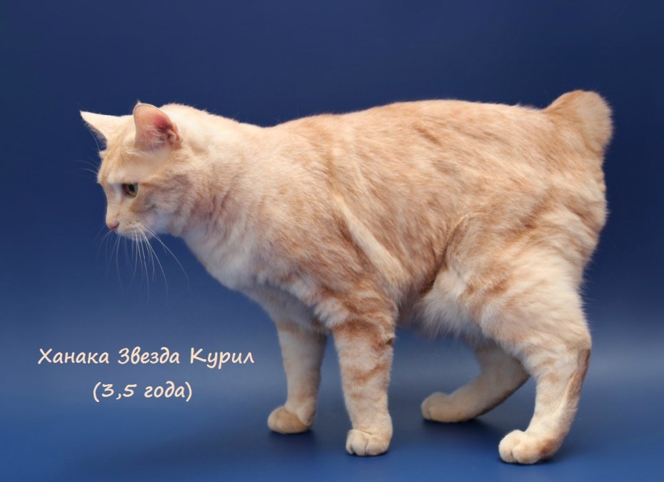 Casper shaggybob Курильский бобтейл